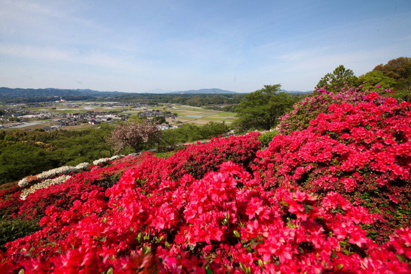 コピー (1) ～ IMG_9525_1