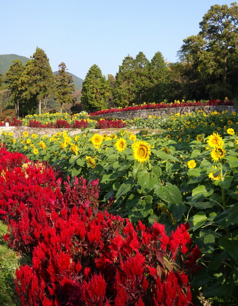 コピー (1) ～ IMG_6169_1