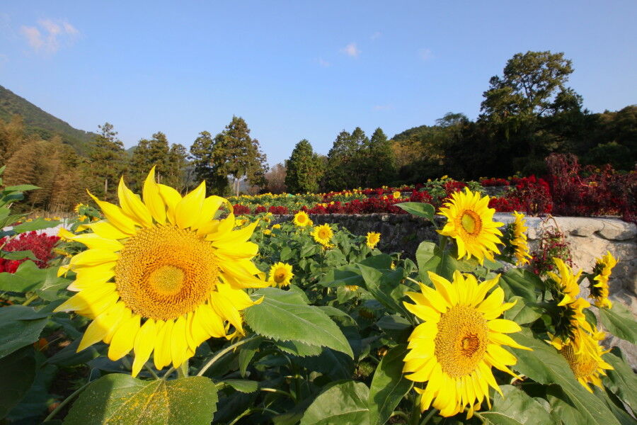 山田ひまわり園 中島の九州ブログ 山田ひまわり園 中島の九州ブログ