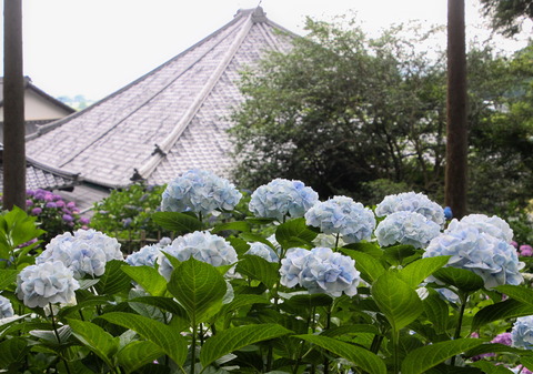 コピー (1) ～ IMG_3913_1 - コピー