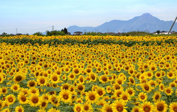 コピー (1) ～ IMG_5286_1_1