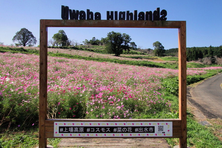上場高原コスモス園 中島の九州ブログ