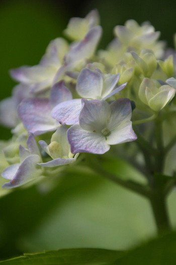 07 コピー (1) ～ IMG_4203_1_1