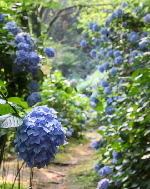 06 コピー (1) ～ IMG_4231_1_1