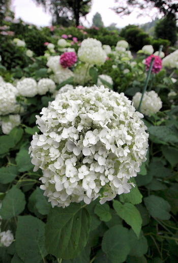 コピー (1) ～ IMG_3889_1 - コピー