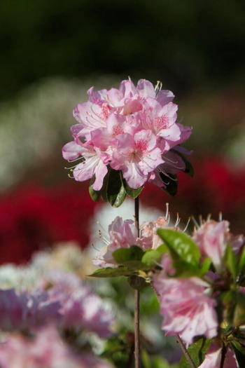 コピー (1) ～ コピー (1) ～ IMG_9489_1