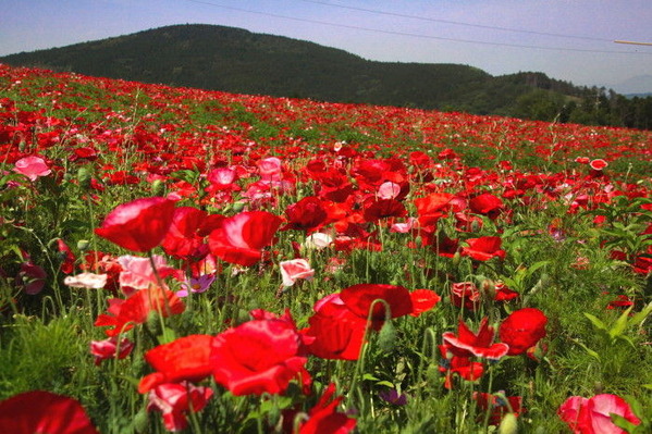 コピー (1) ～ コピー (1) ～ IMG_3772_1_1