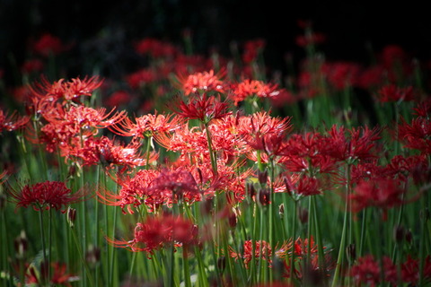 コピー (1) ～ IMG_5445_1_1