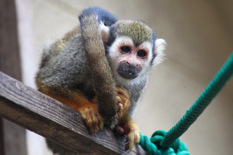 コピー (1) ～ IMG_0522_1_1