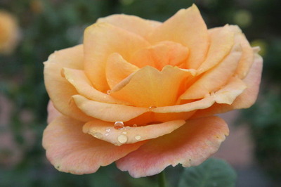 f799f35e.jpg