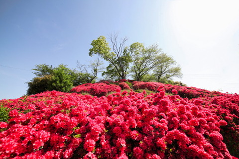 コピー (1) ～ IMG_9523_1