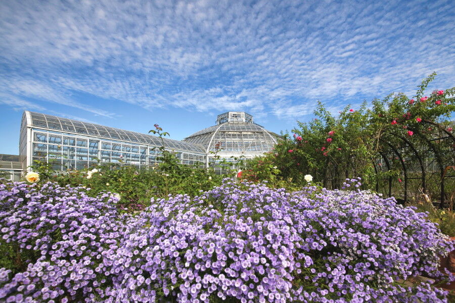 阿蘇ミルクファクトリーはな阿蘇美ローズガーデン 中島の九州ブログ