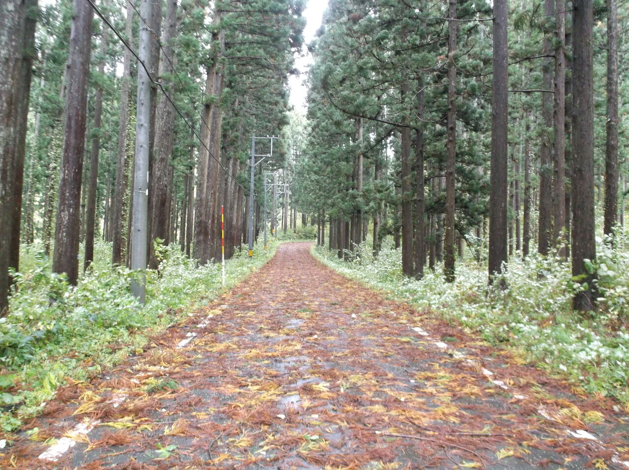 中継の杉 : なかつぎ元気村