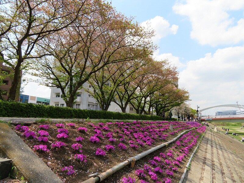 第17回鶴見川流域お花見ラン4 3 2 鴨居堤の桜並木 続なかやまさんぽ 第17回鶴見川流域お花見ラン4 3 2 鴨居堤の桜並木 続なかやまさんぽ