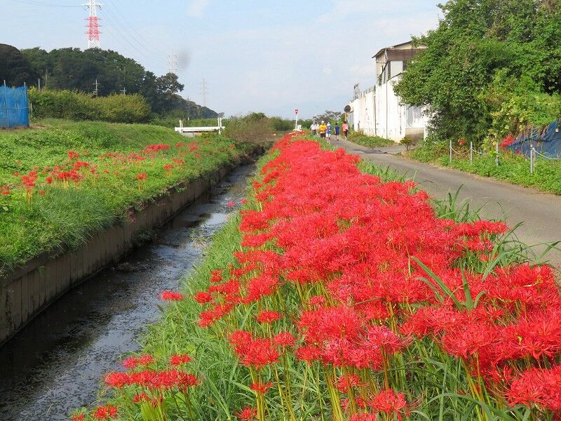 小出川のヒガンバナ 1 続なかやまさんぽ 小出川のヒガンバナ 1 続なかやまさんぽ