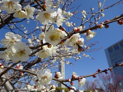 【観梅ラン2/27】御幸公園梅林