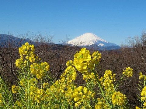 吾妻山の菜の花と富士山2021(1)