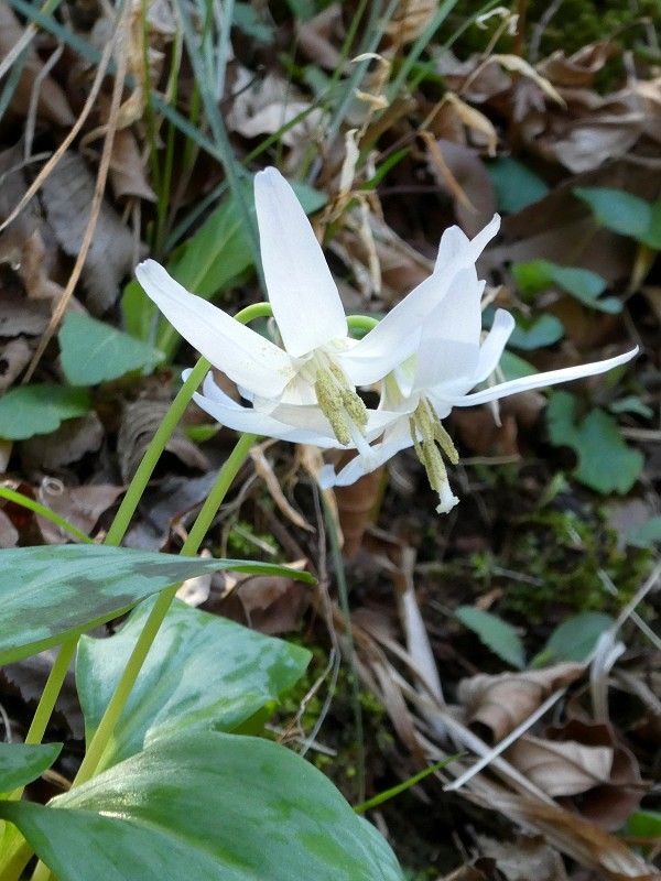 城山かたくりの里のカタクリ2019 : じれんとね
