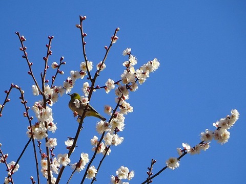 mejiro