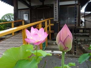 まずは番外編から、大山道府中通りラン（古淵－恋ヶ窪）の花々とか