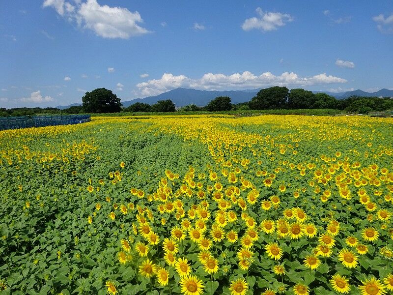 座間市55万本のひまわりまつり2024（2） : じれんとね