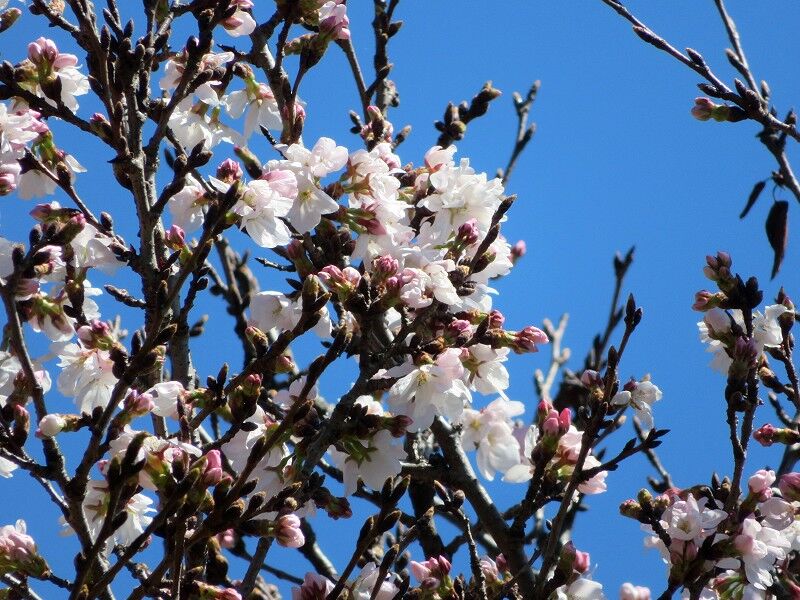 三ツ池公園の早咲き桜が 続なかやまさんぽ
