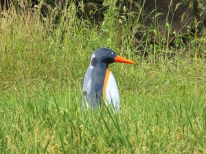 penguin