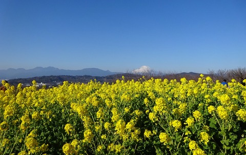 二宮吾妻山の菜の花と富士山2023