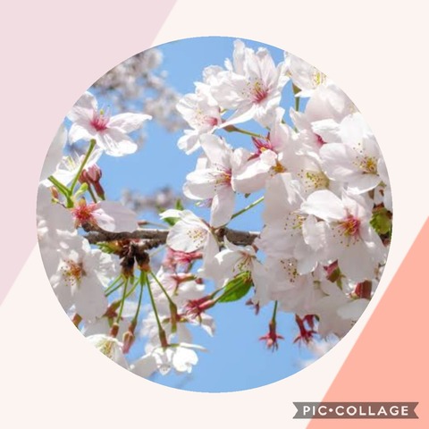 Collage 2020-04-02 14_59_04