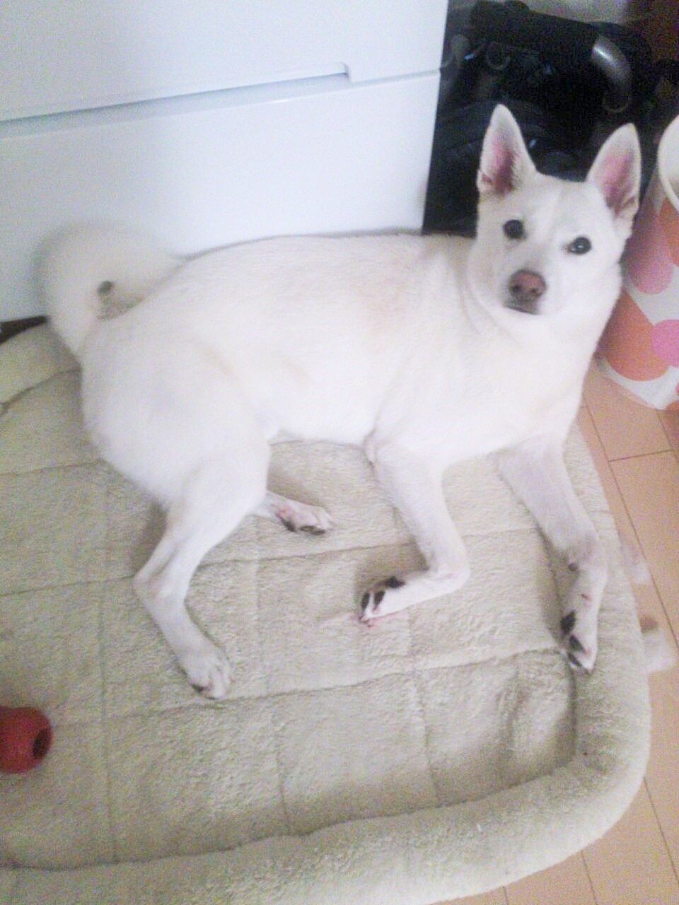 膝蓋骨脱臼又の名をパテラ 共働きで犬を飼う 膝蓋骨脱臼又の名をパテラ 共働きで犬を飼う