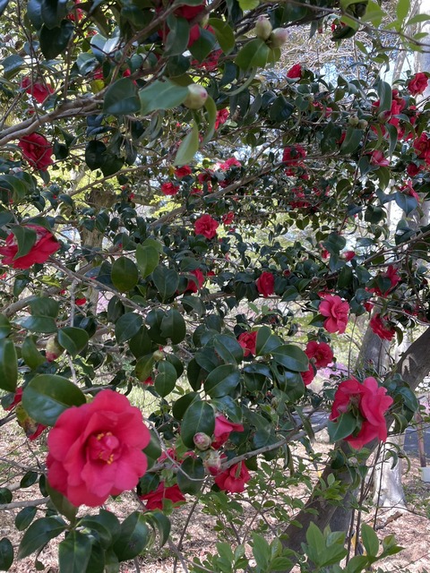 A1775670-2702-4AD2-8DD3-01D7243C4551