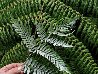 Silver-fern