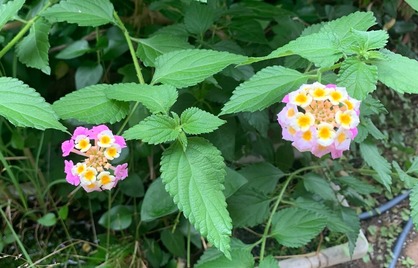 DCC2CF4C-9F6B-4E37-836A-A697E984CAD4