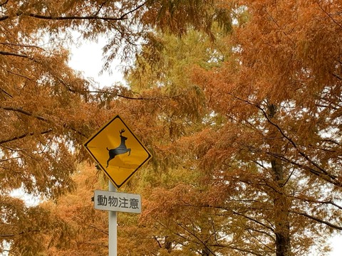 E7882005-54D1-49A9-8B6C-766C1F75575F