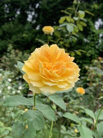 05337027-0987-4EF0-AD17-DD02C82C8031