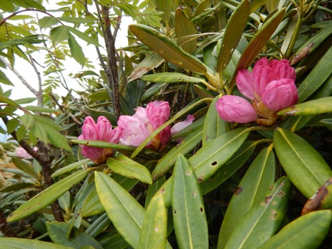 DSCN3684