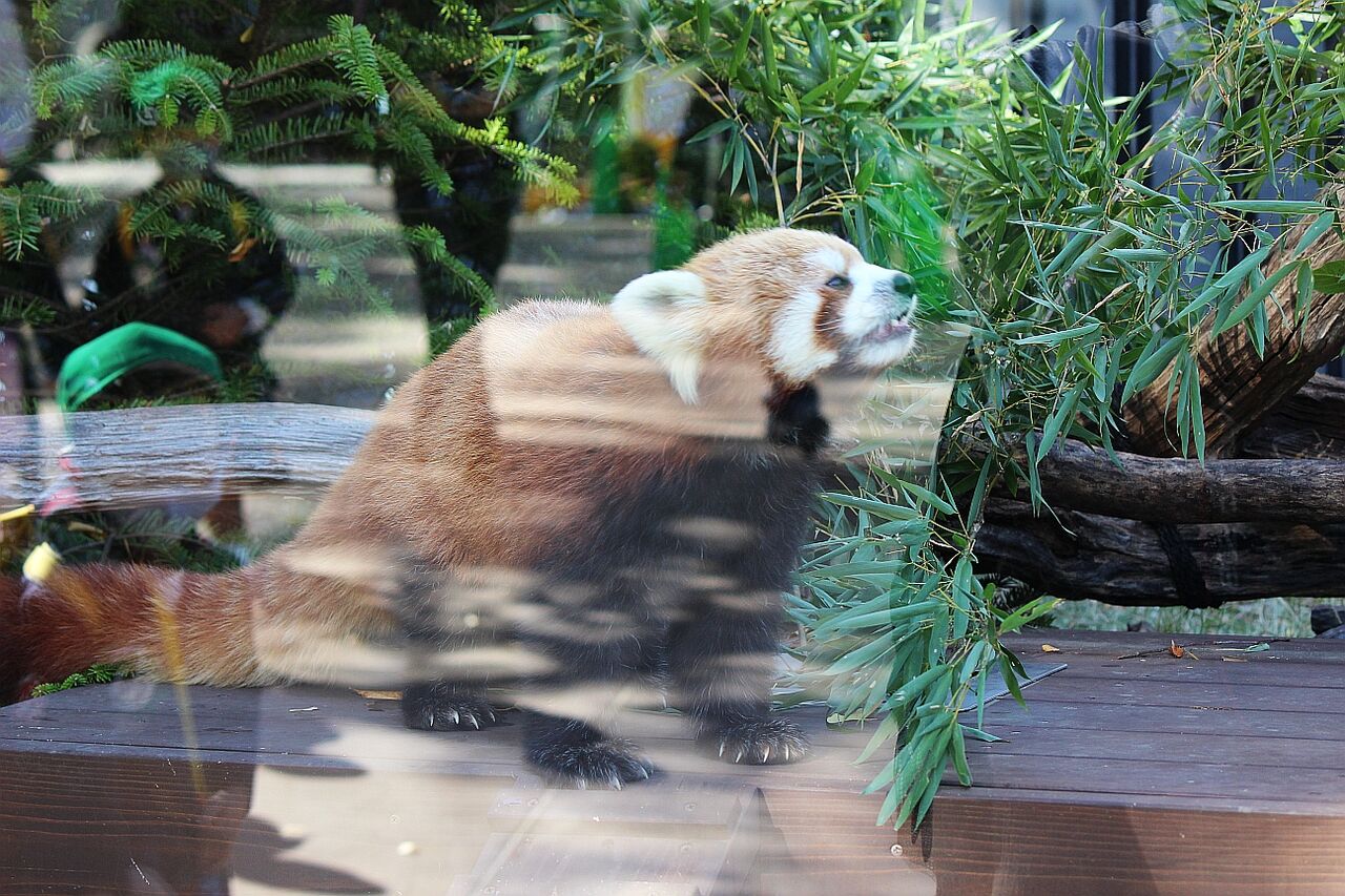 生禿日記 新設されたパンダの森 上野動物園 11 4
