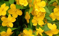 20260409s152004274