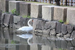 20190920X5s1067
