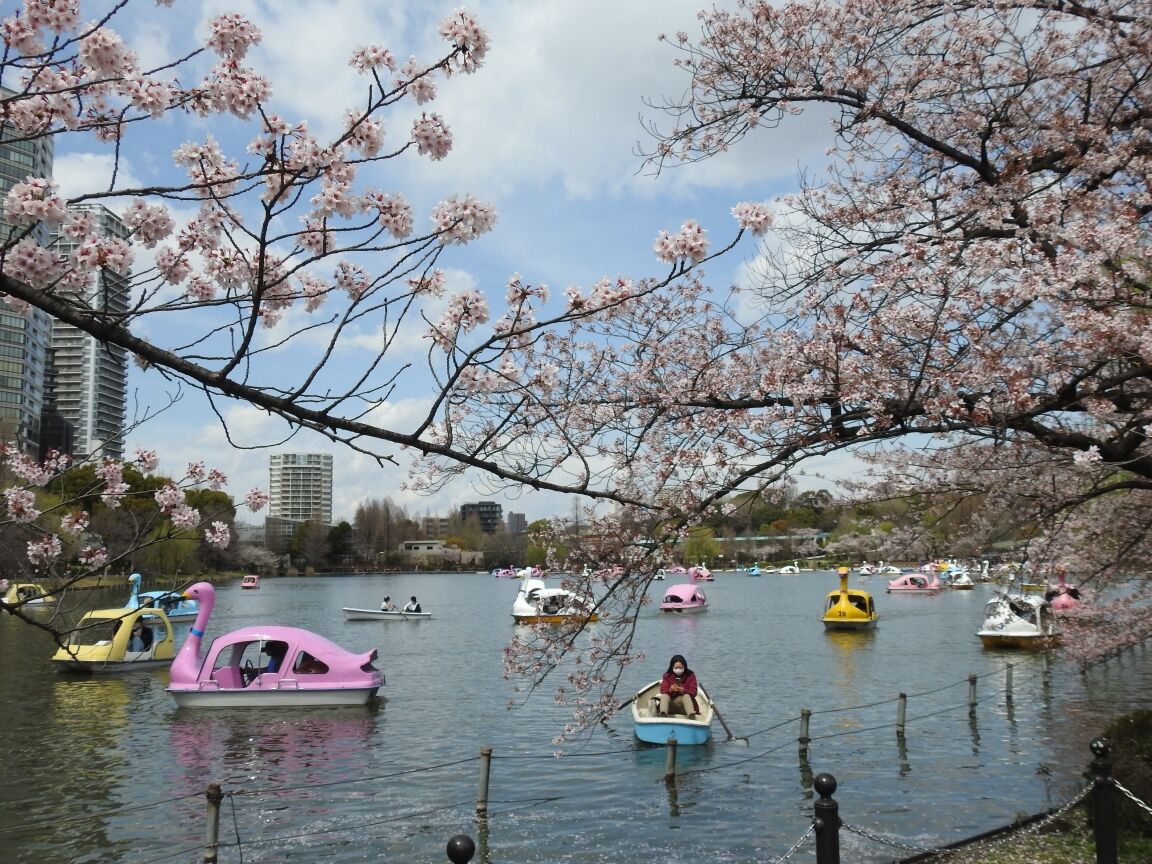 生禿日記 上野公園で花見見 22 4 1 生禿日記 上野公園で花見見 22 4 1