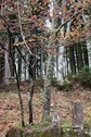 20210502X2s283西行桜.JPG