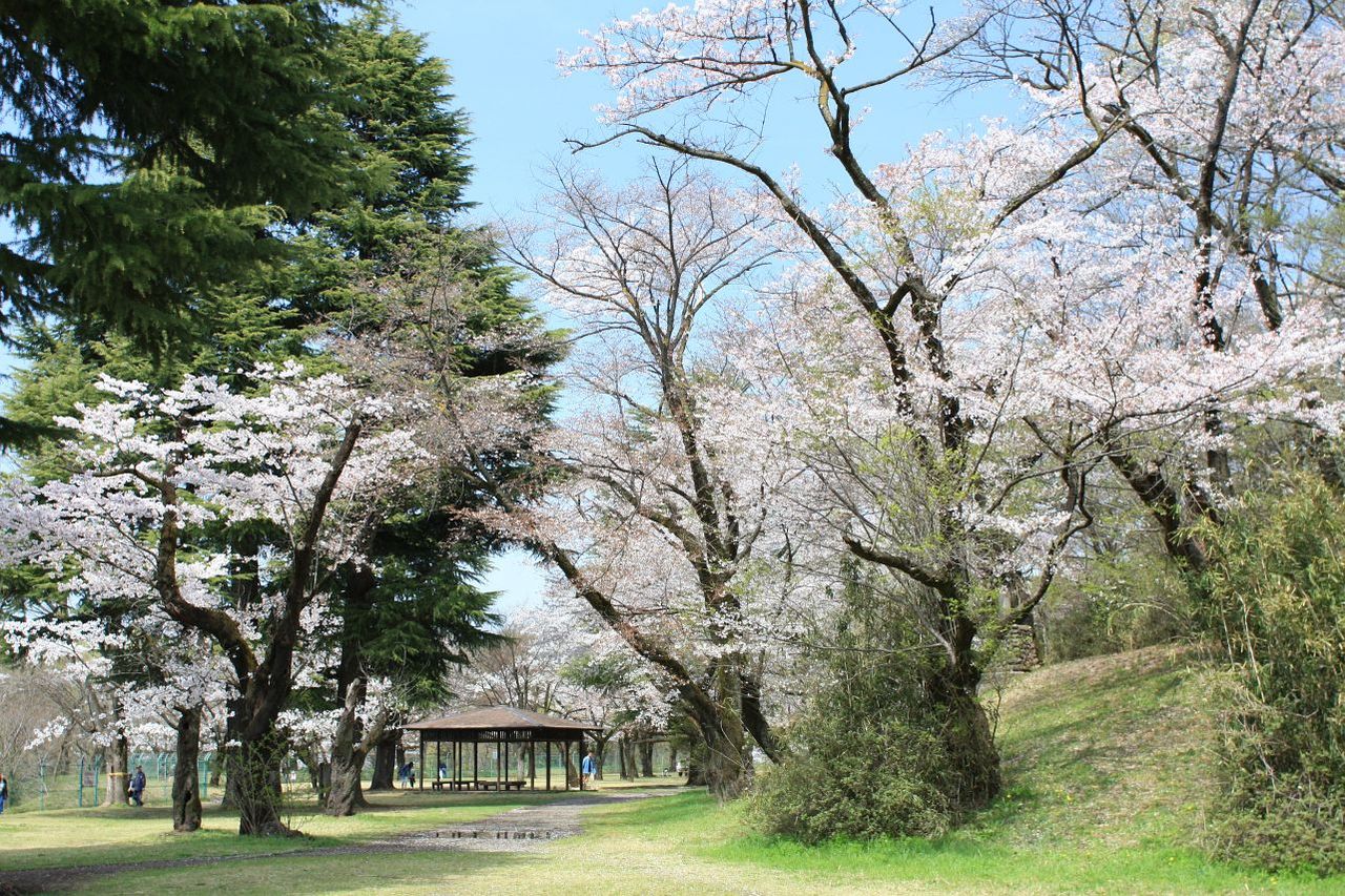生禿日記 女房と狭山湖の花見