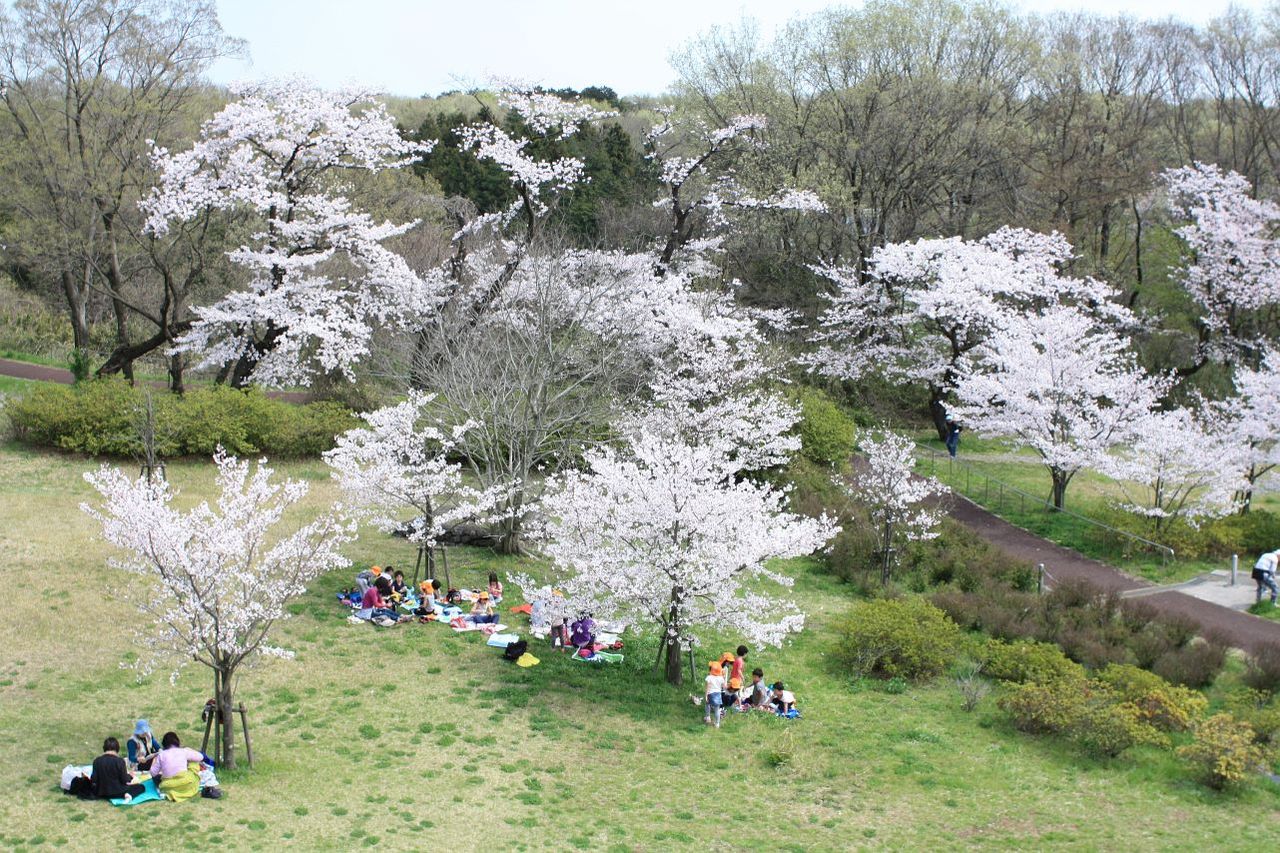 生禿日記 女房と狭山湖の花見