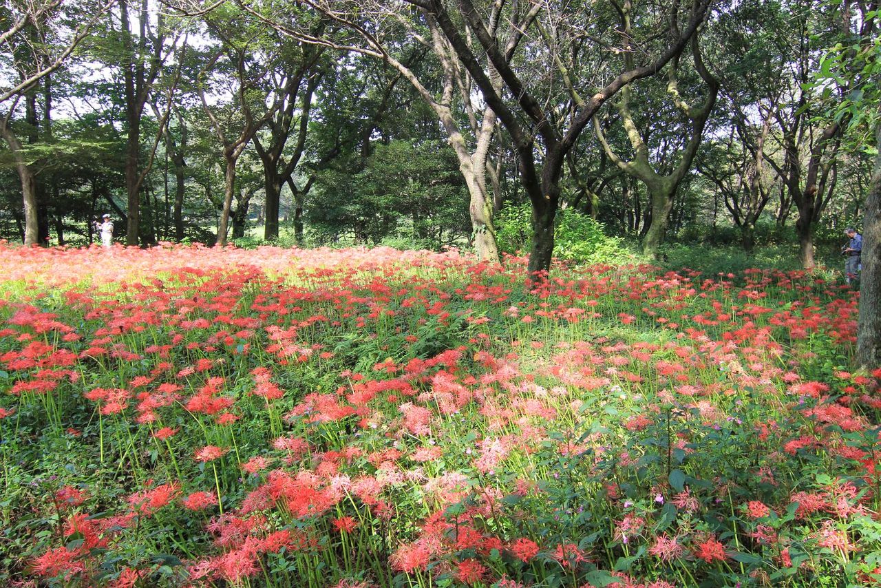 生禿日記 野川公園の彼岸花