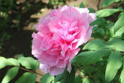H270426x4s237