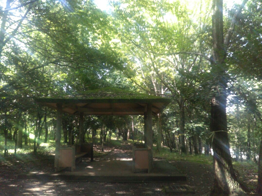 生禿日記 : のしかかる陽射しも写る雨上がり