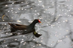 H290410X2s255�Х�