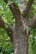 H280523NEX090��ɤ���