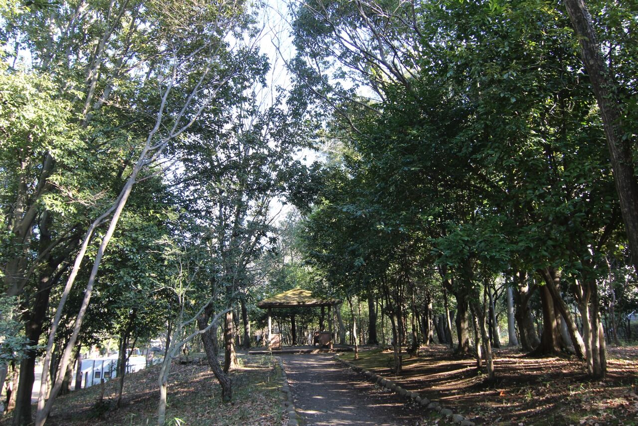 生禿日記 トトロの森の冬の木漏れ日と狭山湖の白富士 21 2 4