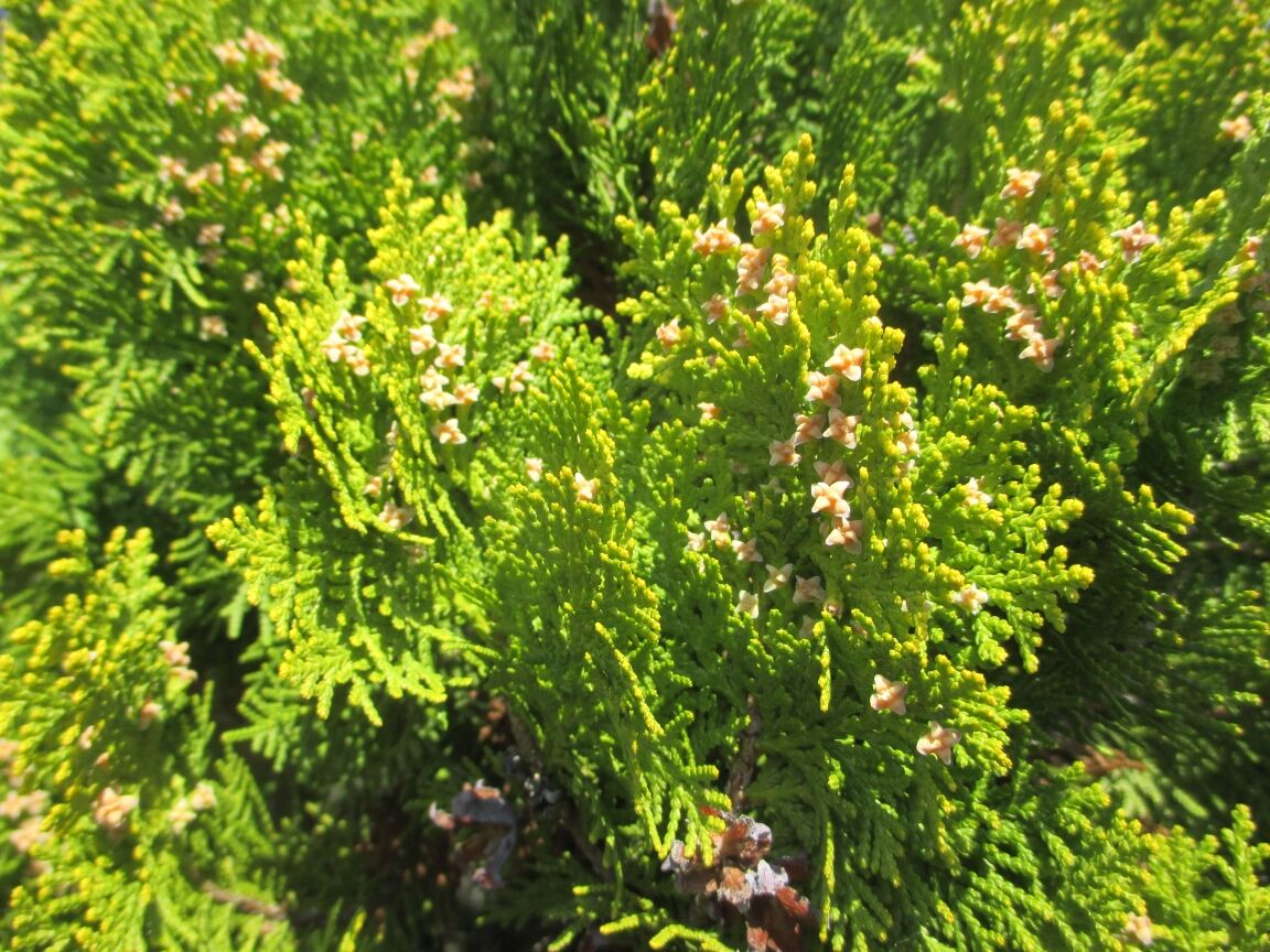 生禿日記 杉花粉の季節 22 3 24 生禿日記 杉花粉の季節 22 3 24